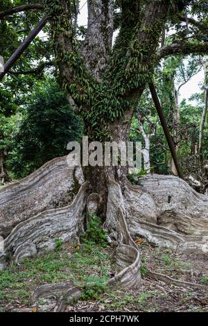 Arbre pittoresque dans l'espace de loisirs de la forêt nationale de Kenting Banque D'Images