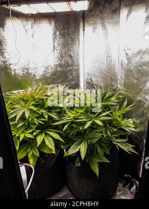 Cannabis médical plante en phase de floraison dans une tente de croissance sous des lumières à DEL. Banque D'Images