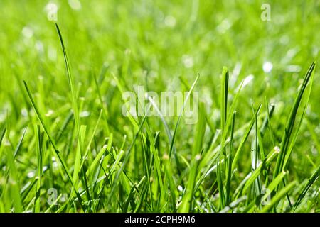 fond vert d'herbe frais. Fond long et frais de texture d'herbe verte. Herbe verte jeune. Pelouse. Concept idéal pour les champs d'herbe, sol vert. Naturel Banque D'Images