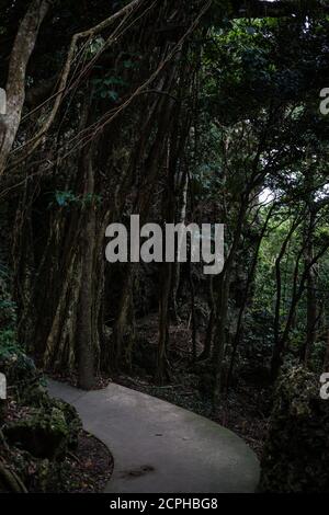 Sentier dans l'aire de loisirs de la forêt nationale de Kenting Banque D'Images