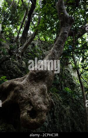 Racines dans l'espace de loisirs de la forêt nationale de Kenting Banque D'Images