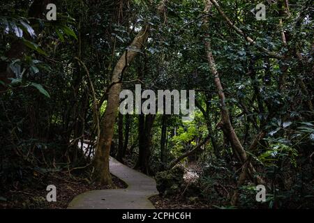 Sentier dans l'aire de loisirs de la forêt nationale de Kenting Banque D'Images