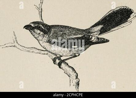 . Manuel des oiseaux de l'ouest des États-Unis, y compris les grandes plaines, grand bassin, pente du Pacifique, et la vallée inférieure de Rio Grande . Figure 482. 1. LoRes et les tufts nasaux ne sont jamais entièrement noirs .... borealis. P. 892.1. LoRes et les tufts nasaux sont toujours entièrement noirs. 2. Sous les parties excubitorides blanches pures, p. 392. 2 . Sous les pièces blanc terne, grisâtre, ou brunâtre, souvent finement barré à la grisâtre. 3. Parties supérieures teintées de gambeli brunâtre. P. 39:). 3. Parties supérieures gris ardoise foncé aiithoiyi. P. 393. 392 SHRIKES 621. Lanius borealis Vieill. SHRIKE DU NORD. Adultes en été. -- large strie sur le côté de l'Hea Banque D'Images