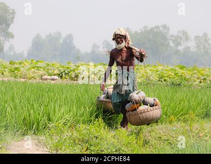 Agriculteur asiatique transportant des légumes (citrouilles) avec un panier après la récolte de champ Banque D'Images