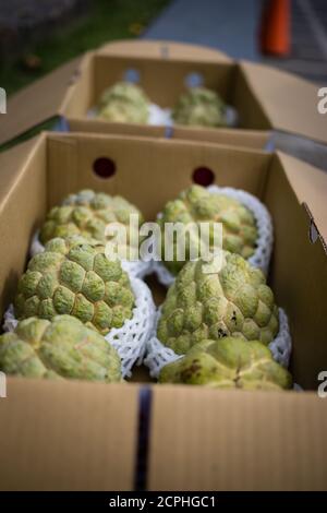 Fruit Noni, eau courante, côte est de Taïwan Banque D'Images