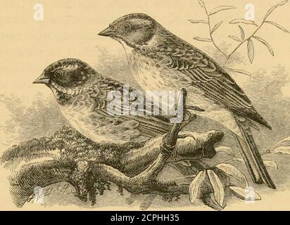 . Une histoire des oiseaux britanniques . BANDEROLE RUSTIQUE. PASSERES: 29 EMBERIZIDJE.. Emberiza rustica, Pallas*.THE KUSTIC BUNTING. La nouvelle du premier et jusqu'ici le seul lieu connu en Angleterre de la belle Bunkting figuré ci-dessus a été com-munted à l'Ibis pour 1869 (p. 128) par M. Gould ina lettre datée du 30 décembre 1868. Le spécimen, qui est maintenant dans la collection de M. Monk, a été pris Brighton, le 23 octobre 1867, et a été ébouillé alors qu'il était vivant à M. Powley. Son portrait a été donné par M. Gould dans ses oiseaux de Grande-Bretagne. La maison propre de cette espèce est la partie nord-est de l'Europ Banque D'Images