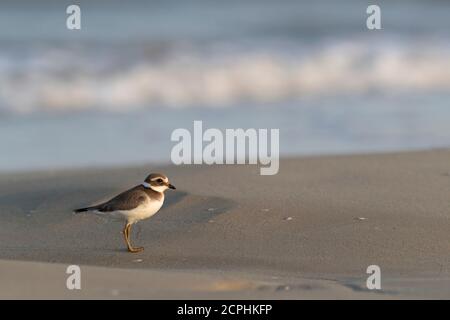 Des échassiers ou des oiseaux de rivage, au pluvier annelé Charadrius hiaticula) sur la plage Banque D'Images