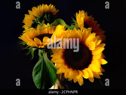 Quatre tournesols sur fond sombre Banque D'Images