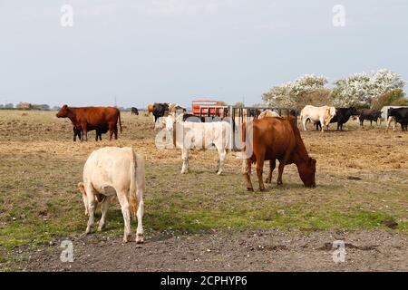 Greatstone, Kent, Royaume-Uni. 19 septembre 2020. Météo au Royaume-Uni : un troupeau de bovins dont le veau mange dans un champ sous le soleil glorieux de l’après-midi. Crédit photo : Paul Lawrenson/Alay Live News Banque D'Images