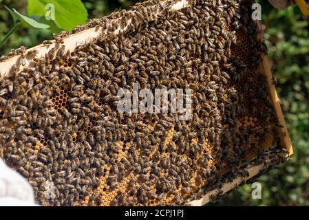 Ruche, nid d'abeilles, abeilles Banque D'Images