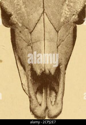 . Les animaux de jeu de l'Inde, de la Birmanie, de la Malaisie et du Tibet; étant une nouvelle édition révisée du «grand et petit jeu de l'Inde, de la Birmanie, et du Tibet». Figure 7.—crâne et cornes d'un Bull Gayal de Tenasserini, dans la collection de M. A. O. Hume. plat et de grande largeur relative et de brièveté. Les cornes, aussi, qui sont noircissent, plus ou moins mêlés à l'jaunâtre, ne montrent qu'une légère courbure, inclinant vers l'extérieur et un peu vers le haut, sans trace de balayage vers l'intérieur aterminal. Dans le crâne (fig. 7), l'essoufflement des os nasaux torme un point de distinction du gaur. En ce qui concerne colou Banque D'Images