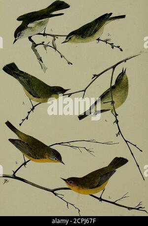 . Minerai d'oiseau . Saisi comme courrier de deuxième classe dans le bureau de poste de Harrisburg, Pennsylvanie. 1. Paruline du Tennessee, mâle. 3. Orange-couronné -Warqler, mâle.■ Paruline du Tennessee, femelle. 4. Paruline à couronne orange, femelle- 5. Nashville Paruline, homme 6. Nashville Paruline aviaire, Femme. I6irli = Lore UN bi-MENSUEL MAGAZINEDEVOTED À L'ÉTUDE ET À LA PROTECTION DES OISEAUX Organe officiel des sociétés Audubon vol. VII septembre — octobre 1905 No. 5 ra^™j MK^bu ••••^ m -^^^^i^^gJI^ UN DÉJEUNER BOB-BLANC par John Tynilian Das Yesanesanon. Meriden, N. H. CE n'est pas un acte o Banque D'Images