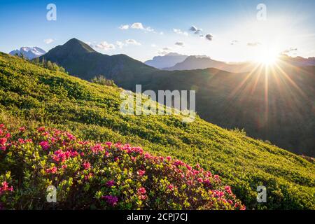 Collines fleuries près du col de Giau au coucher du soleil, Dolomites, Colle Santa Lucia, Belluno, Vénétie, Italie Banque D'Images