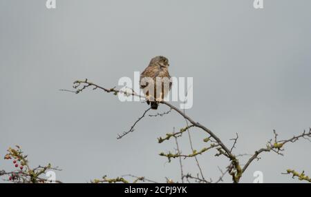 Kestrel au repos Banque D'Images