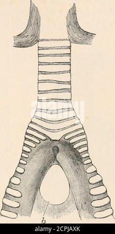 . La structure et la classification des oiseaux . FIGURE 203. — VUE DE FACE DU SYRINX DE BALCNICPPS. (APRÈS BEDDARD.) /&gt;, marge libre de bronchidesruus. FIGURE 204.—LA MÊME CHOSE. VUE ARRIÈRE.(APRÈS BEDDARD.) le rebord des parties molles est dû à moi-même.3 ses sous-parcelles de poudre ont été découvertes par BABTLETT/ comme dans les heronsaussi le lobe droit du foie est le plus grand, et le cecumis simple. Le syrinx (voir Fig. 203-205) est l'information ardéine, le butmanque des muscles intrinsèques. Ces, cependant, ne sont pas en- 1 pas une erreur grave au vu des relations admises entre les Steganopodes et les Herodiones. - sur l'O Banque D'Images