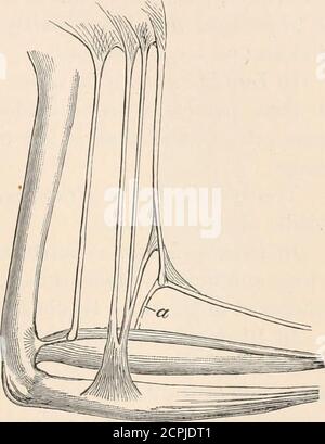 . La structure et la classification des oiseaux . et Spheniscus) voir A. CARLSSOX, Beitriige zurKenntniss d. Anatomie d. Schvfimmvogel, Bill. K. Svensk. EFP. AK. Handl.ix. 1884, n° 3. ALC.E 361 les extenseurs de l'avant-bras à insérer sur l'ulna; l'avant de ces bifurcates dans la limicoline fashionjuste devant son insertion, et ici un très fapeu markedfan l (FiJEBEiNGEE) le relie avec le long. Synthliborhamphus antiquus est à certains égards plus simple.2 il n'y a qu'un tendon de brevis, d'où — tout comme il passe au-dessus de l'extenseur du bras avant — le plus merest apologyfo Banque D'Images