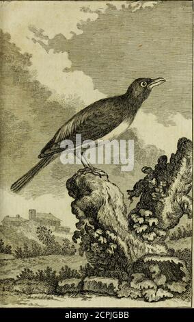 . Historique naturel des oiseaux . LETOURNEAUi PLXZKpayrZfo. Jie, Plgl/K-BCttUF. ai liait [sa rô/t 7?a47,U2&lt;. 24* *UÉTOURNEAU(*)- il est peu doifeaux aufli géneralementconnus que celui-ci, fourrure-tout dans les nossclimat tentés -, car , autre quil paffe * Voyages planches enluminées, n.° 75. (A) en Hébreu, Sarftr, feîon quelques-uns; Zexlr, félon Dautres; en Arabe, Alarair^ donton a formé le nom Latin, Zarater, Amit félondautres ; en Grec, Vfa, ¥ Storno, Stomello; en Egnel, en Furnen, en Furnen, en, en Furnen, en, en, en, en, en, en, en Furnen, en, en, en, en, en, en, en, en, en, en, en, en, en, en, en, en, en, en, en, en, en Banque D'Images