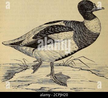 . Reptiles et oiseaux. Un compte-rendu populaire des différents ordres; avec une description des habitudes et de l'économie des plus intéressants. . de son plumage. Il est plus grand et se dresse sur ses jambes que le canard sauvage commun. Le plumage est plein, doux et mélangé; les plumes de la tête et du haut du cou sont petites et soyeuses. Les couleurs sont très brillantes, étant d'un vert noir brillant sur la tête et le cou, avec des reflets violacés dans certaines lumières; une large bande ou un anneau de blanc se trouve sur le cou, et un autre inférieur d'orange-rouge entoure la partie avant du corps. Les autres parties inférieures sont Banque D'Images