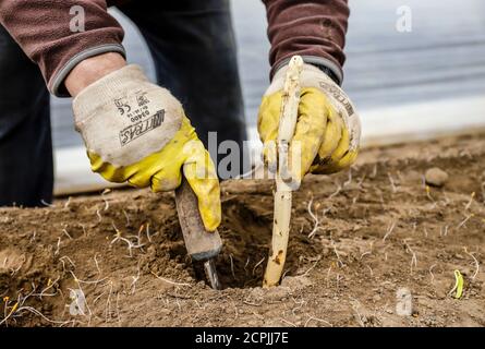 Les travailleurs saisonniers polonais travaillent pendant la récolte des asperges sur un champ d'asperges de la région de Spargelhof Schulte-Scherlebeck, Herten, Ruhr, au nord Banque D'Images