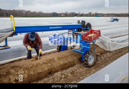 Les travailleurs saisonniers polonais travaillent pendant la récolte des asperges sur un champ d'asperges de la région de Spargelhof Schulte-Scherlebeck, Herten, Ruhr, au nord Banque D'Images