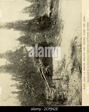 . Une histoire des oiseaux de gibier, des oiseaux sauvages et des oiseaux de rivage du Massachusetts et des États voisins : y compris ceux utilisés pour la nourriture qui ont disparu depuis la colonisation du pays, et ceux qui sont maintenant chassés pour la nourriture ou le sport, avec des observations sur leur ancienne abondance et la diminution récente des nombres; aussi les moyens de conserver ceux qui sont encore en existence . Figure 26. — tubercules de palissand de sagou. (Taille naturelle.) (Tiré de la circulaire no 81, Bureau of Biological Survey, Département de l'agriculture des États-Unis.) Food AS is S. latifolia dans l'ouest. Les Indiens de l'Oregon se servent des tubercules comme nourriture. Monsieur Banque D'Images