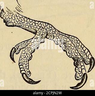 . Reptiles et oiseaux. Un compte-rendu populaire des différents ordres; avec une description des habitudes et de l'économie des plus intéressants. . Fig.- 55 pieds d'aigle à tête blanche. Figure 56.pied de Buzzard au miel. Banque D'Images