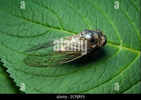 Cicada japonaise sur la feuille verte - Graptopsaltria nigrofuscata, la grande cicada brune, appelée aburazemi en japonais. Banque D'Images