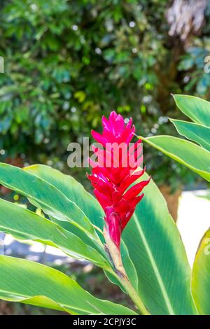 Red Alpinia, (Alpinia purpurata), Ginger Family, parc, Eglise catholique Saint-Anne, Saint-Benoît, Ile de la Réunion, France, Afrique, Océan Indien Banque D'Images