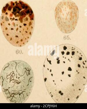 . Atlante ornitologico : uccelli europei : con notizie d'indole generale e particulare . I 55. ■ 58. -/;*» et gt; •7 54. 57. H2. ■ 5vl !* -• « **$& Banque D'Images