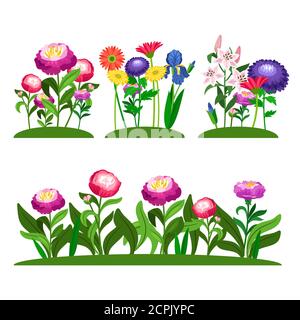 Composition vectorielle de fleurs de jardin. Pivoine, lilly, Marguerite aux feuilles vertes. Illustration d'une fleur de couleur sur le terrain Illustration de Vecteur