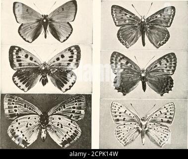 . Oiseaux d'autres terres, reptiles, poissons, animaux joints et formes inférieures; . - appelé mimiricry. La chenille du tawn)- l'amiral est gris et noir, avec des touffes curieuses d'épinis-. GRAND PAPILLON EN CUIVRE (MÂLE, FEMELLE et INFÉRIEUR) f Ctltsbtrma CRÉPUSCULE^ papillon COIMKR (MÂLE, FEMELLE et INFÉRIEUR) pris près de Vfraccmbbe, août, fSSy. Le groupe des S.TVRS contient une grande variété de papillons bruns ou tawnydbules de taille modérée, généralement avec des taches rondes centrées avec du blanc vers les marges des ailes.de nombreuses espèces sont communes dans les prairies; d'autres, qui sont brun foncé ou noir, avec du rouge, blanc-centre Banque D'Images