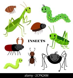 Illustration d'insectes vecteurs rampants isolés sur fond blanc. Insecte insecte, faune sauvage, bande dessinée, insectes illustration Illustration de Vecteur