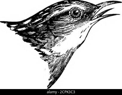 . Oiseaux du Michigan . Winter Wren, légèrement réduit. 314^722(76). Troglodytes hiemalis Vieill. * Wren d'hiver. Migrant commun; transitoire dans le comté de Monroe, vu de fer au printemps que d'infall (Jerome Trombley); migrant à Plymouth (J. B. Purdy); très commun au printemps, en été et en automne, et parfois dans les latewinter, races (Dr. M. Gibbs); rapporté par S. E. White à Grand Rapids, le 11 juin 1891; rare à Ann Arbor (Dr. J.B. Steere); il est très rare à Lansing; Kent County, où il se reproduit, et MaskinacIsland (S. E. White); Keweenaw point (Kneeland); plutôt timide; se reproduit dans la péninsule d'UpperPeninsula (Prof Ludwig Banque D'Images