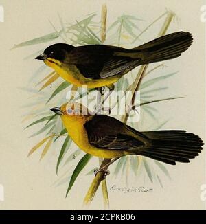 . La répartition de la vie des oiseaux en Colombie; une contribution à une étude biologique de l'Amérique du Sud . vers occidentalis. Dabeiba, 4; Alto Bonito, 4; Novita Trail, 1600 pi., 1; Buenaventura, 1; San Jose, 4; Munchique, 6000 pi., 2; Cocal, 4000 pi., 1; Barbacoas, 2; Buenavista, 1200 pi., 1. (3967) Arremon axillaris SCL.Arremon axillaris SCL., P. Z. S., 1854, p. 97 (Bogota).Villavicencio, 2. (3971) Lysurus castaneiceps {SCL.). Buarremon castaneiceps SCL., P. Z. S., 1859, p. 441 (R. Napo, Équateur); SCL. &Salv., Ibid., 1879, p. 505 (Frontino). Pris seulement dans la zone subtropicale des Andes occidentales. Banque D'Images