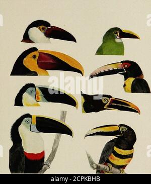 . La répartition de la vie des oiseaux en Colombie; une contribution à une étude biologique de l'Amérique du Sud . aland les zones latérales du bec avec plus ou moins d'olive rouge ou de buffle ailé au flétrissement, ou avec habituellement une indication de rouge à la marge postérieure; alors que, onze spécimens d'abbreviatus ont la même partie de la facture noire avec une trace de rouge. R. Salaqui, 2; Alto Bonito, 1; Baudo, 1; Bagado, 3; Juntas de Tamana, 1; Salencio, 1; San Jose, 1; Puerto Valdivia, 1; Las Lomitas, 1; San an-tonio, 4; Cocal, 1; Miraflores, 2. (1526) Ramphastos ambiguus ambiguus Swains. Ramphastos ambiguus Swains., Banque D'Images