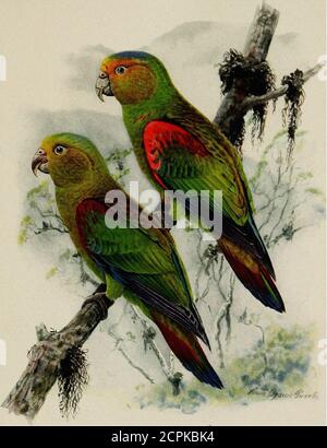 . La répartition de la vie des oiseaux en Colombie; une contribution à une étude biologique de l'Amérique du Sud . Pionopsitta fuertesi Chapm., Bull A. M. N. H., XXXI, 1912, p. 143 (Laguneta, 10,300 pi., CEN. Andes, Coll.). Char. sp.â plus proche de H. amazonina (des Murs) mais face jaune, bleu couronne. Cette espèce distincte et intéressante n'a été trouvée que dans la zone TEM-perate des Andes centrales. Comme l'amazonina, fuertesi a le tomium maxil-lary sans encoches, alors que la queue est encore plus longue que chez cette espèce. Laguneta, 6; Santa Isabel, 1. (876) Eucinetus pulchra (Berl.). Pionopsitta pulchra Ber Banque D'Images