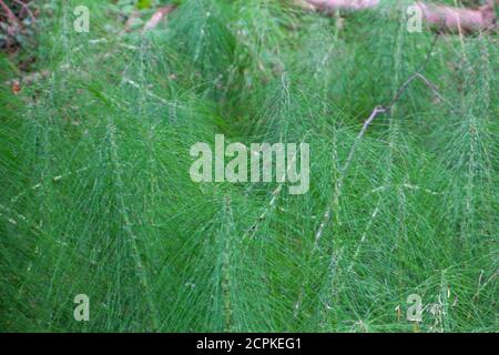 L'Horsetail en bois dans la forêt, également appelé Equisetum sylvaticum ou Wald Schachtelhalm Banque D'Images