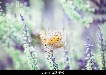 Bleu chiné (Plebeius argus), petits papillons Banque D'Images