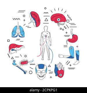 Bannière web de membres artificiels. Implants prothétiques de différents organes et parties du corps. Infographies avec icônes linéaires sur fond blanc. Créatif Illustration de Vecteur