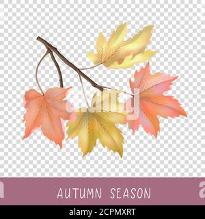 Automne Maple Branch Illustration de Vecteur