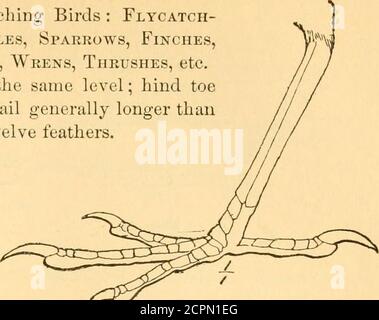 . Manuel des oiseaux de l'est de l'Amérique du Nord, avec les clés de l'espèce et les descriptions de leurs plumages, nids et oeufs .. . Figure 38.. Figure 40. Ordre XVI Macrochires.—Goatsuckers, Swifts et Hummingbirds. Pieds très petits et faibles ; bec court et petit et bouche grand, ou billlong et extrêmement mince et bouche petit; ailes généralement longues et pointues. A. taille relativement grande; plumage variégé, noir et brun; pointe-clou centrale avec un bord comblike. . Famille Caprmiulgid(B:Nighthawks, whip-POOR-WILLS, ctc. (Fig. 38), p. 236. B. taille moyenne ; tétine noire ; pas de peigne au milieu du t Banque D'Images