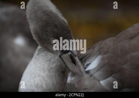 Swans sur le lac de Chasewater dans staffordshire Banque D'Images