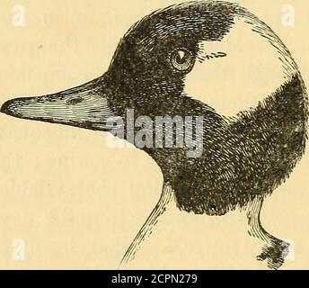 . Un guide des oiseaux de la Nouvelle-Angleterre et de l'est de New York; contenant une clé pour chaque saison et de courtes descriptions de plus de 250 espèces, avec une référence particulière à leur apparition sur le terrain . ; sous les parties (sauf la gorge et le cou) blanc ; bec, jambes, et pieds dusky. Nicher, généralement dans un trou dans un arbre, habituellement près de l'eau.oeufs, gris-blanc, teinté de vert. Le Buffle-Head est un migrant assez courant en octobre, mars et avril le long de la côte de Xew York et jSTew Angleterre, se produisant dans de grands étangs de sable de rivière intérieure. C'est une visite d'hiver très rare du sud du Maine sou Banque D'Images