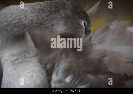 Swans sur le lac de Chasewater dans staffordshire Banque D'Images