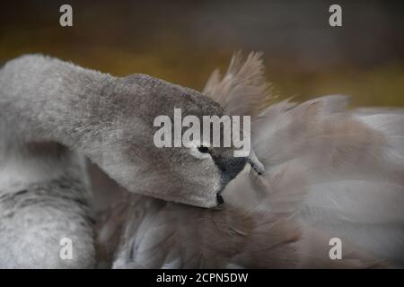 Swans sur le lac de Chasewater dans staffordshire Banque D'Images