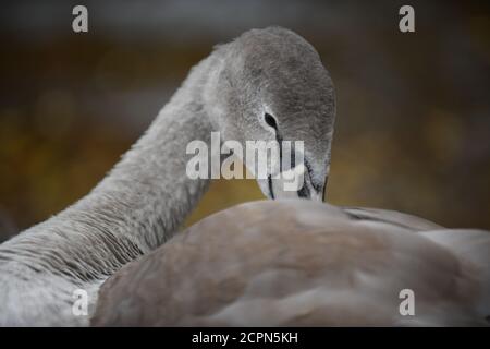 Swans sur le lac de Chasewater dans staffordshire Banque D'Images