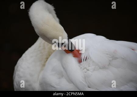 Swans sur le lac de Chasewater dans staffordshire Banque D'Images