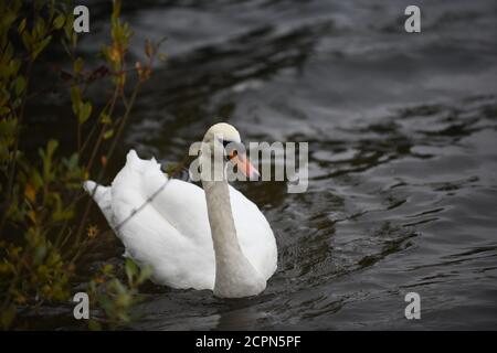 Swans sur le lac de Chasewater dans staffordshire Banque D'Images