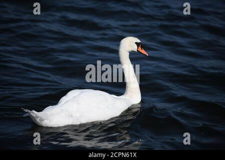 Swans sur le lac de Chasewater dans staffordshire Banque D'Images