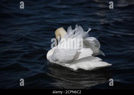 Swans sur le lac de Chasewater dans staffordshire Banque D'Images